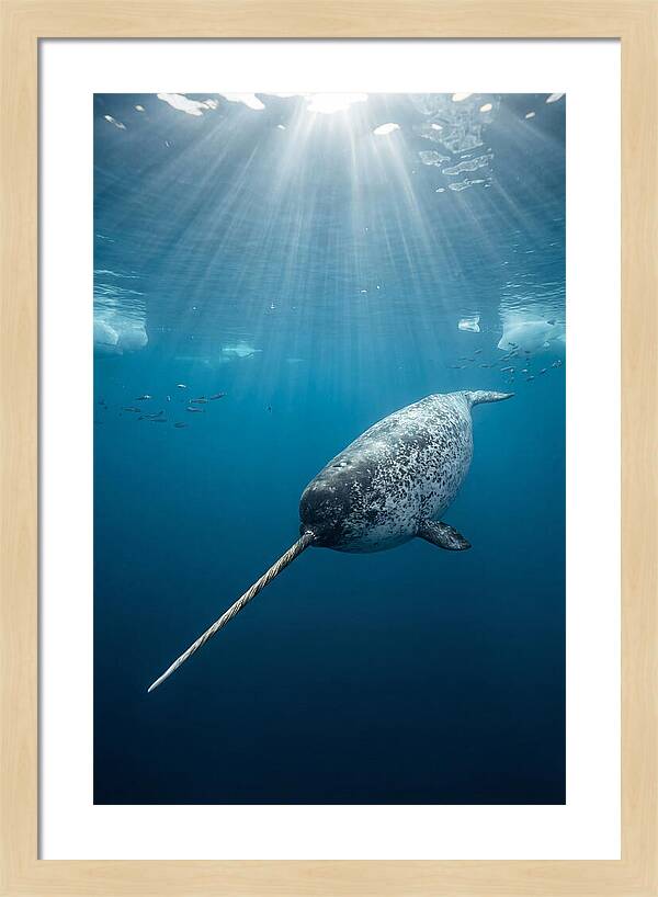 Underwater Narwhal Majesty