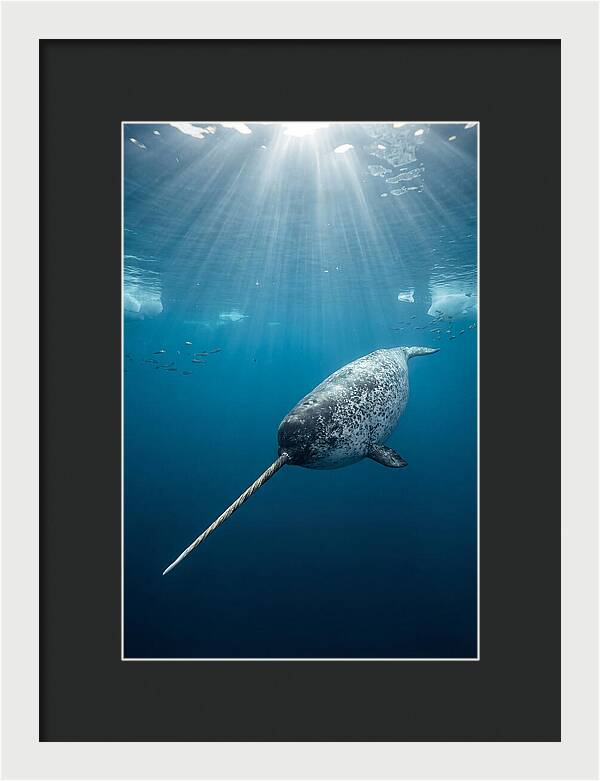 Underwater Narwhal Majesty