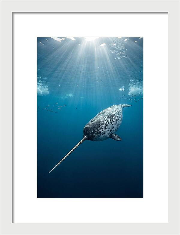 Underwater Narwhal Majesty