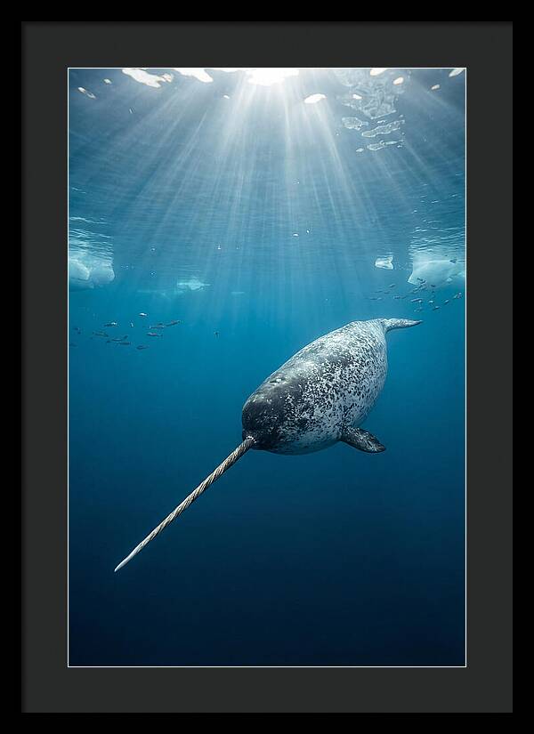 Underwater Narwhal Majesty