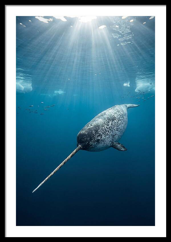 Underwater Narwhal Majesty