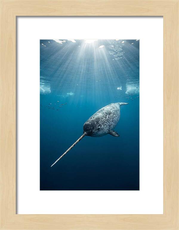 Underwater Narwhal Majesty
