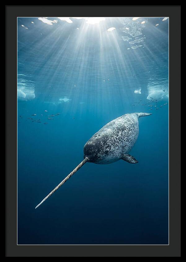 Underwater Narwhal Majesty