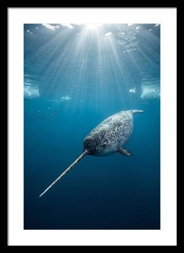 Underwater Narwhal Majesty