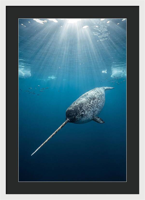 Underwater Narwhal Majesty