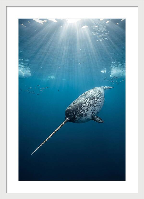 Underwater Narwhal Majesty