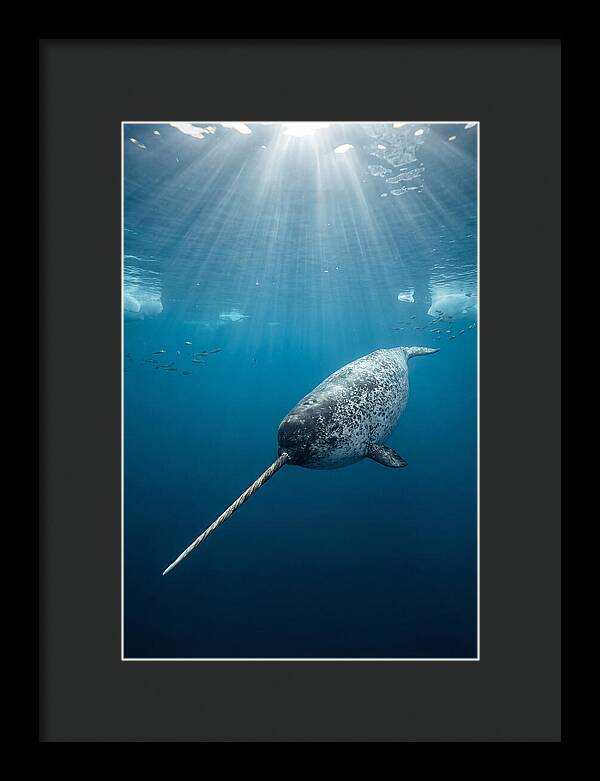 Underwater Narwhal Majesty