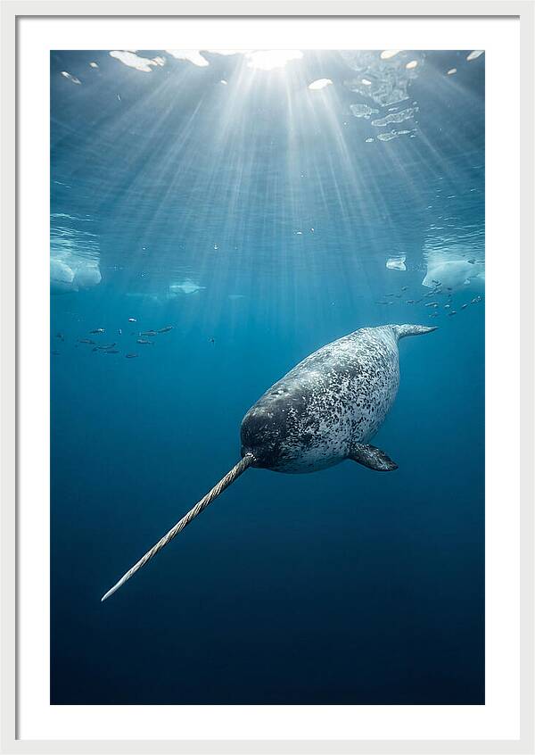 Underwater Narwhal Majesty