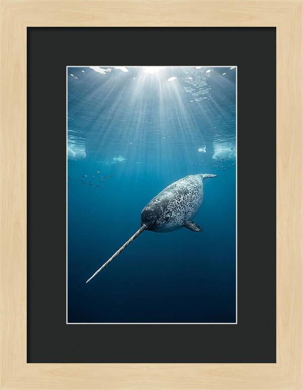Underwater Narwhal Majesty
