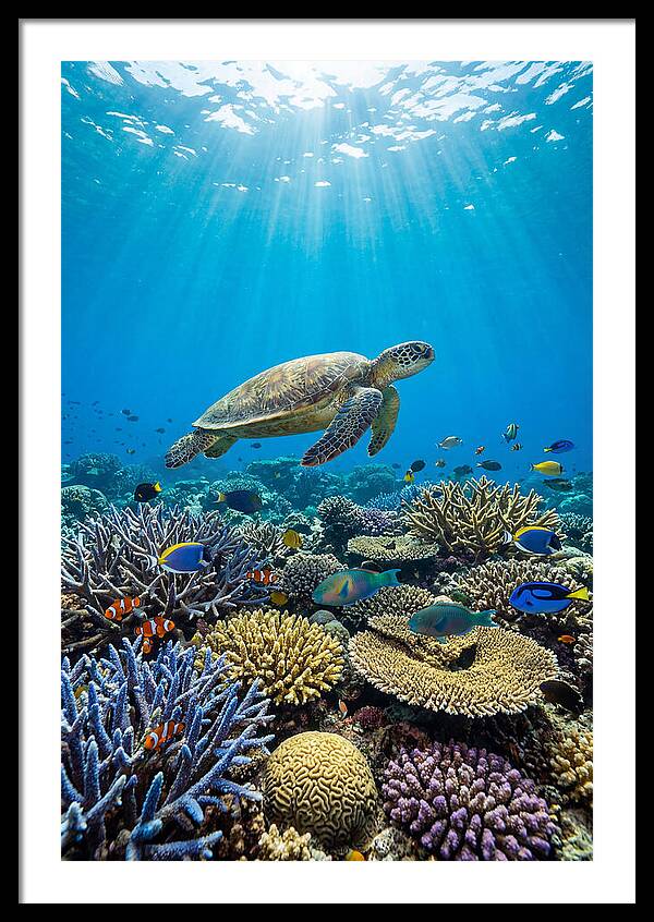 Underwater Paradise Exploration