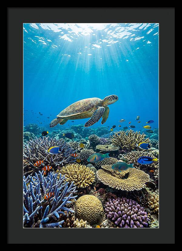 Underwater Paradise Exploration