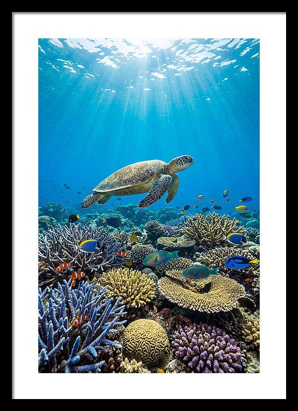 Underwater Paradise Exploration