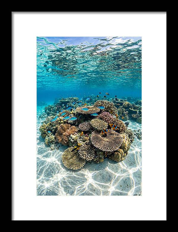 Underwater Paradise In Fiji