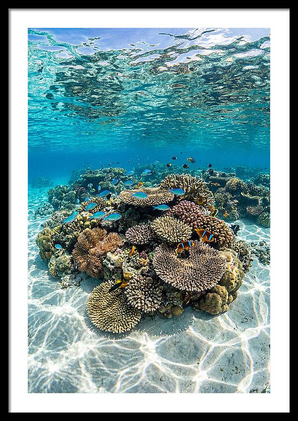 Underwater Paradise In Fiji