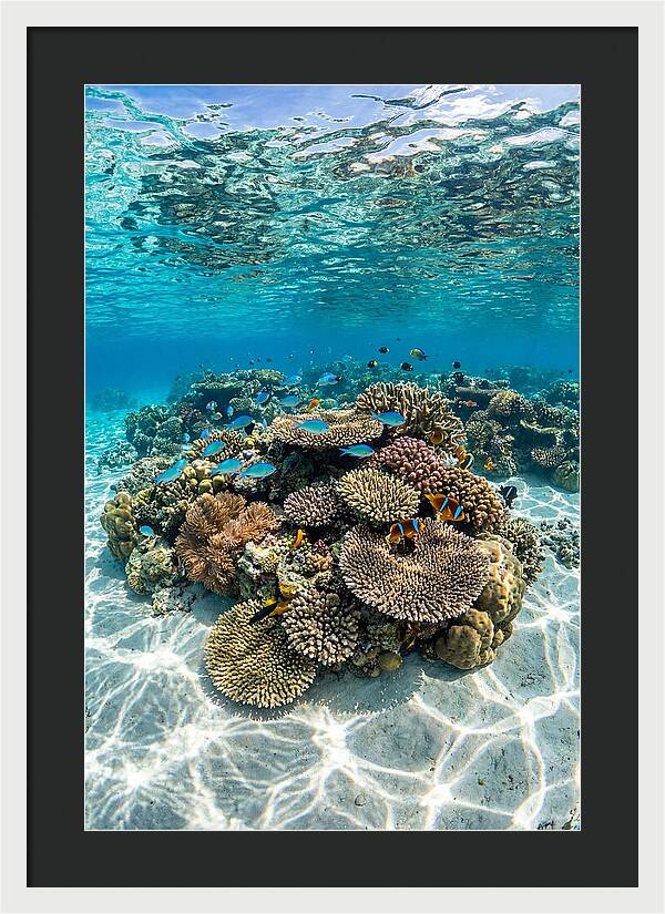 Underwater Paradise In Fiji