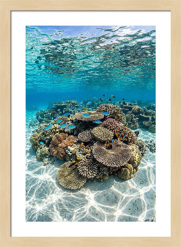 Underwater Paradise In Fiji