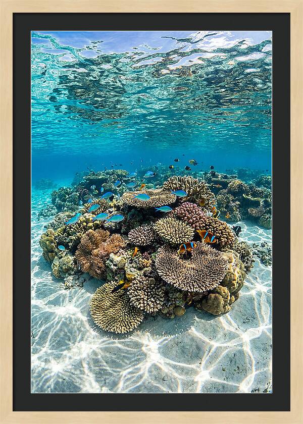 Underwater Paradise In Fiji