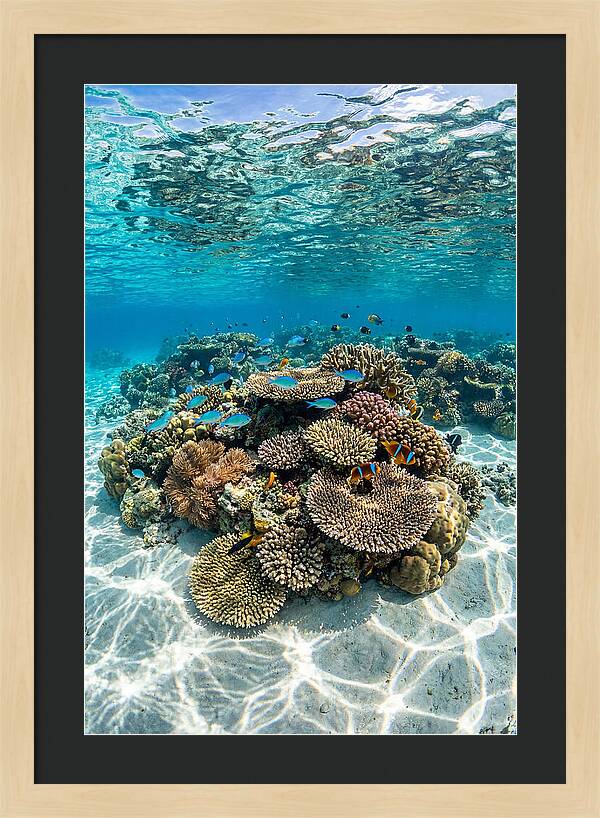 Underwater Paradise In Fiji