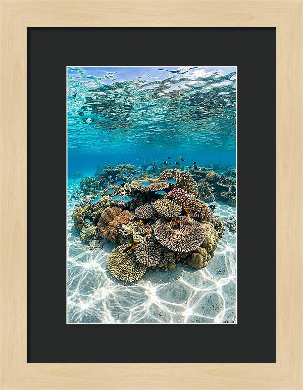 Underwater Paradise In Fiji