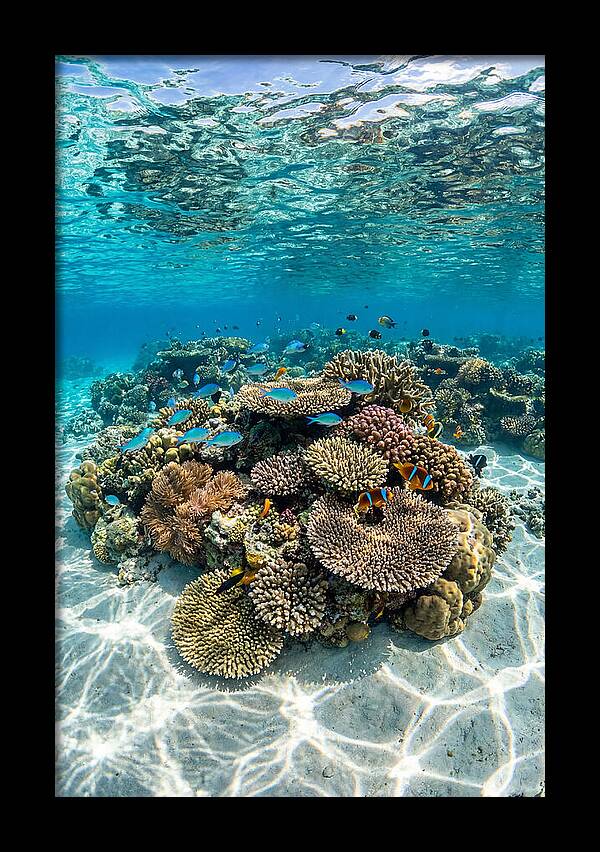 Underwater Paradise In Fiji