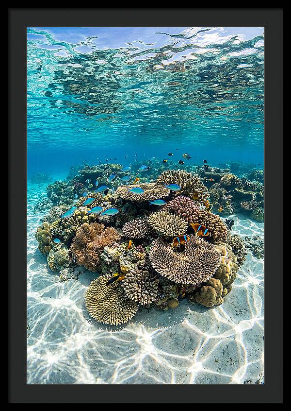 Underwater Paradise In Fiji