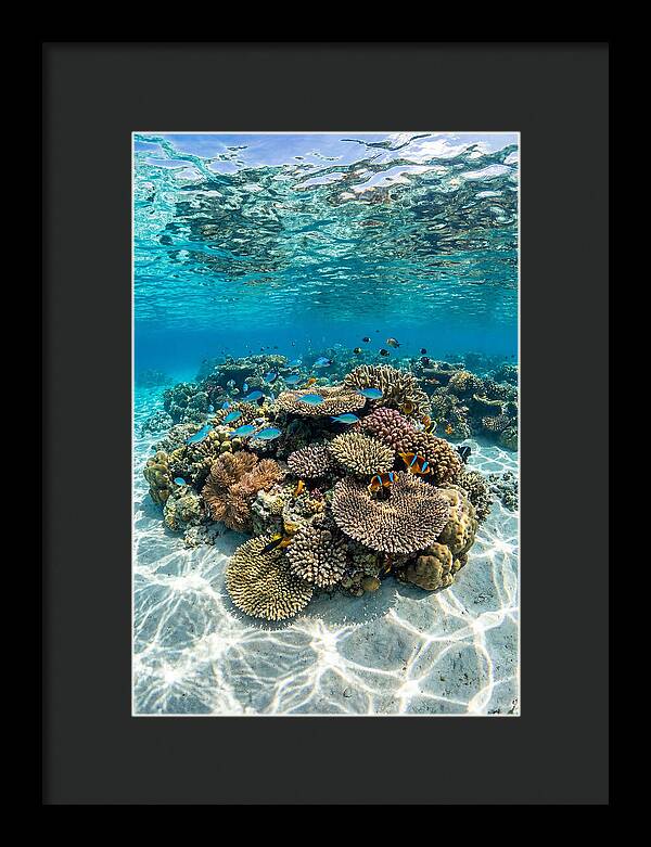 Underwater Paradise In Fiji