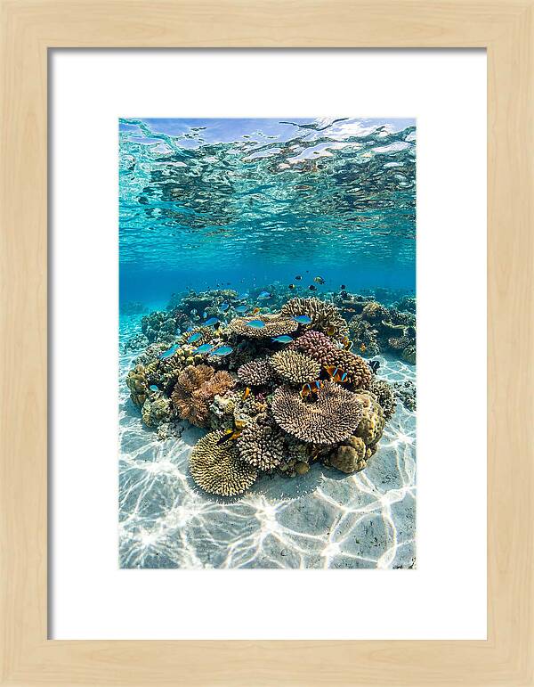 Underwater Paradise In Fiji