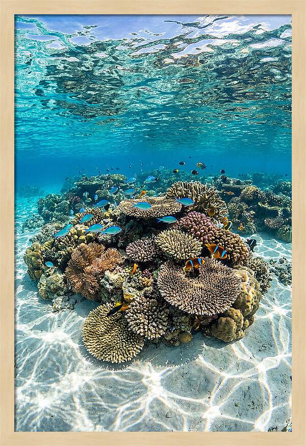Underwater Paradise In Fiji