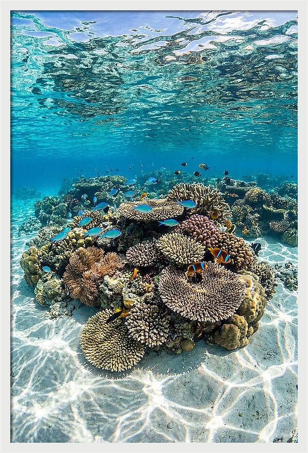 Underwater Paradise In Fiji