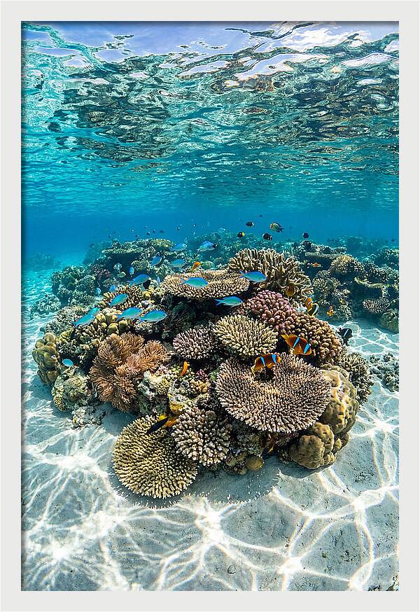Underwater Paradise In Fiji
