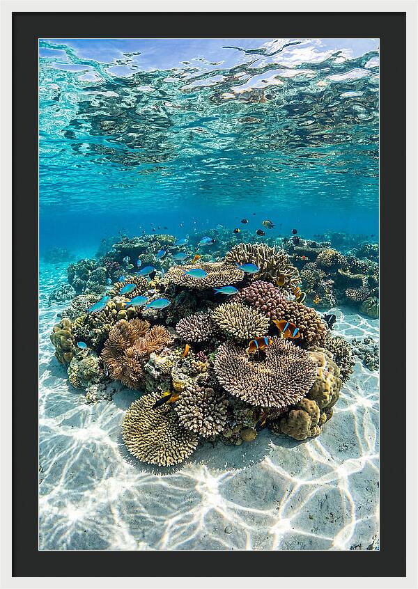 Underwater Paradise In Fiji