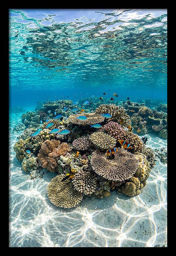 Underwater Paradise In Fiji