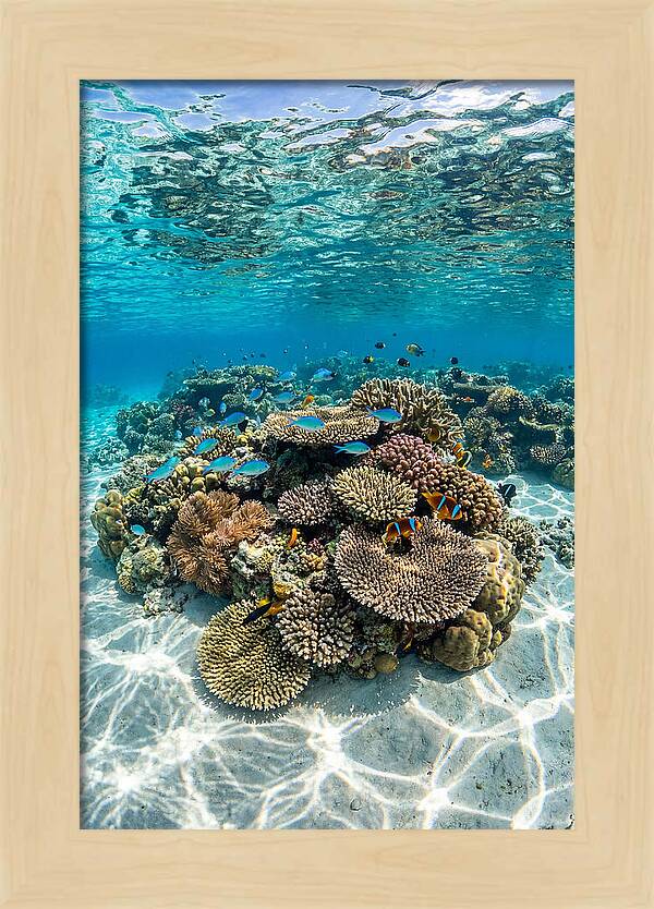 Underwater Paradise In Fiji