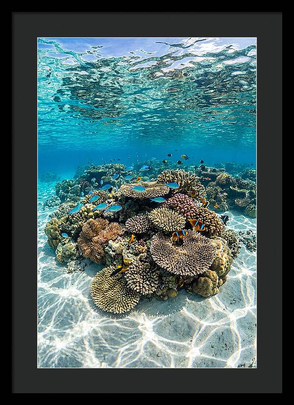 Underwater Paradise In Fiji
