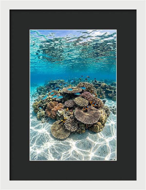 Underwater Paradise In Fiji