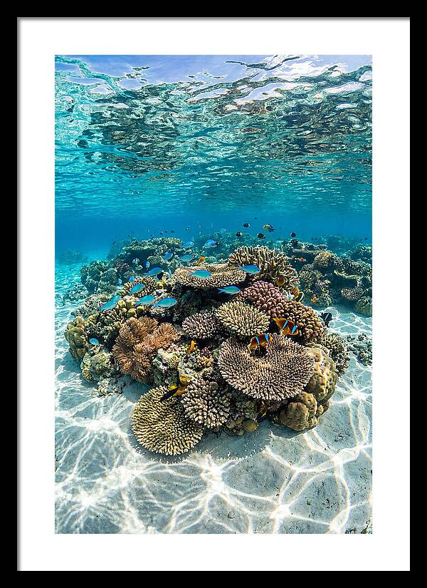 Underwater Paradise In Fiji