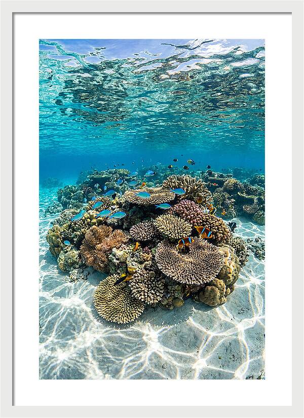 Underwater Paradise In Fiji