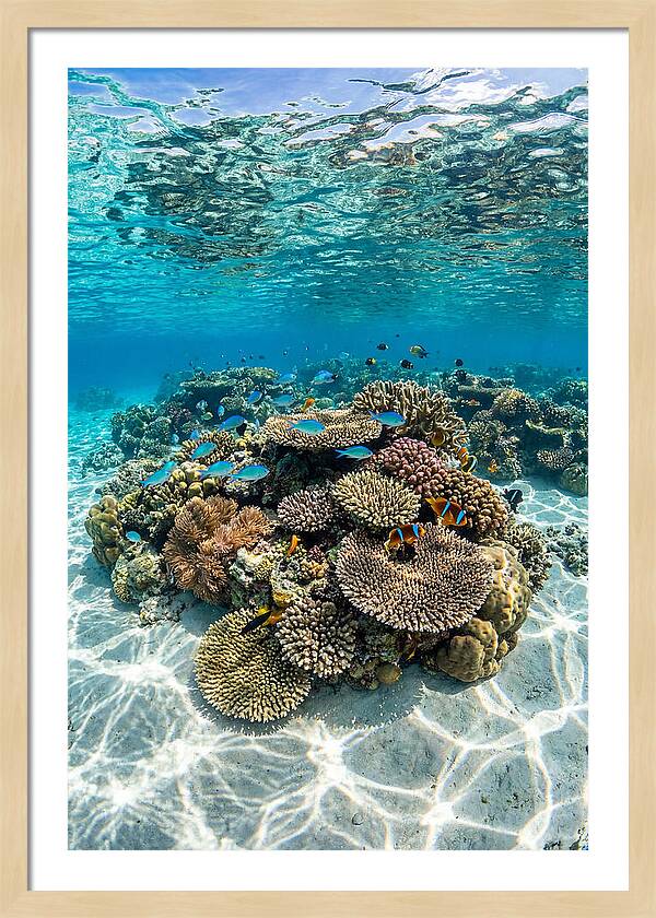 Underwater Paradise In Fiji