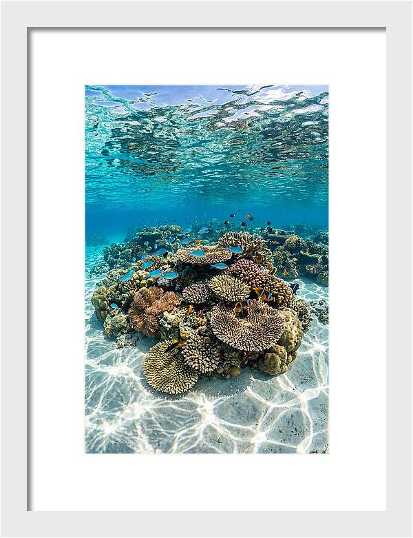 Underwater Paradise In Fiji