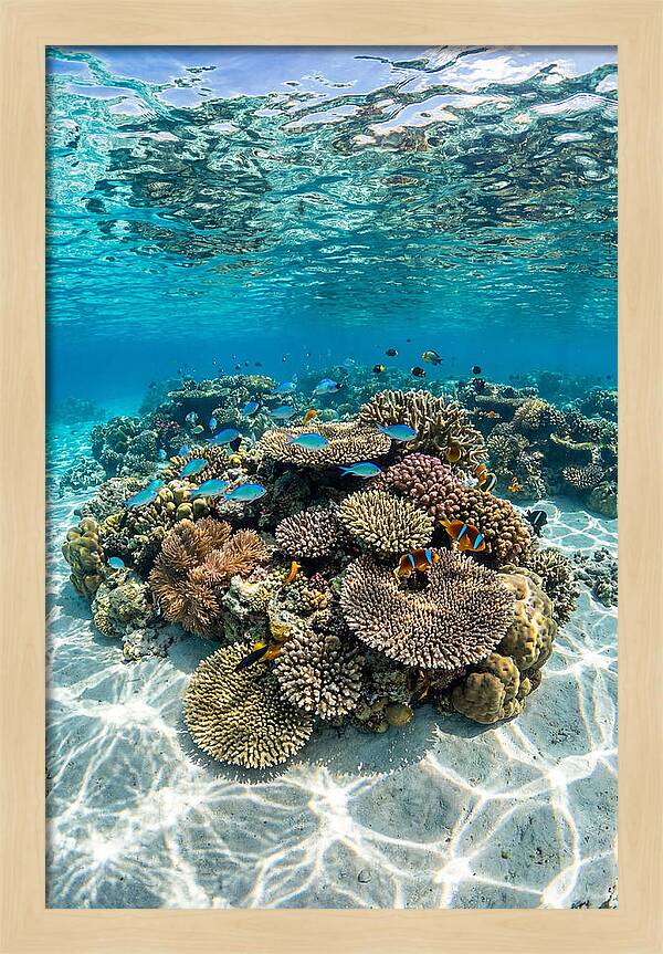 Underwater Paradise In Fiji