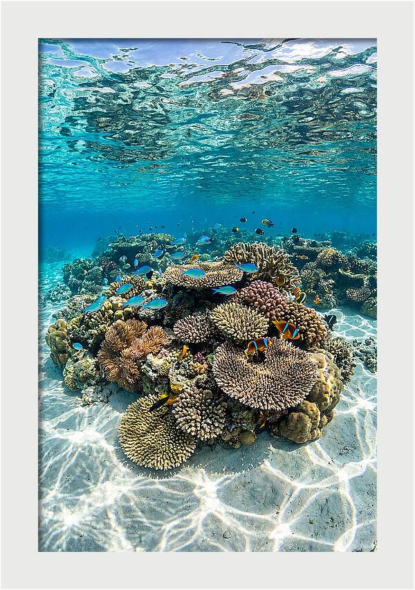Underwater Paradise In Fiji
