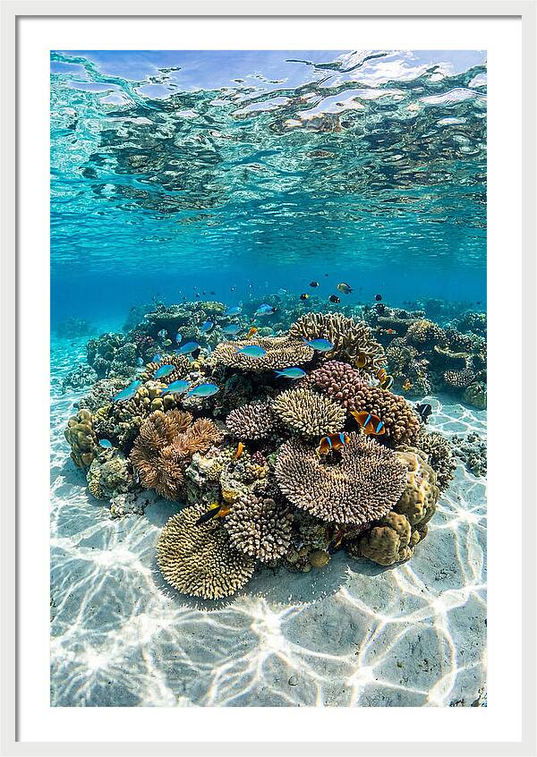 Underwater Paradise In Fiji