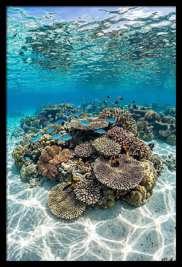 Underwater Paradise In Fiji
