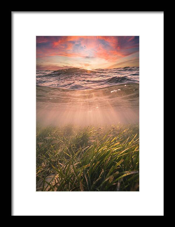 Underwater Seagrass Meadow