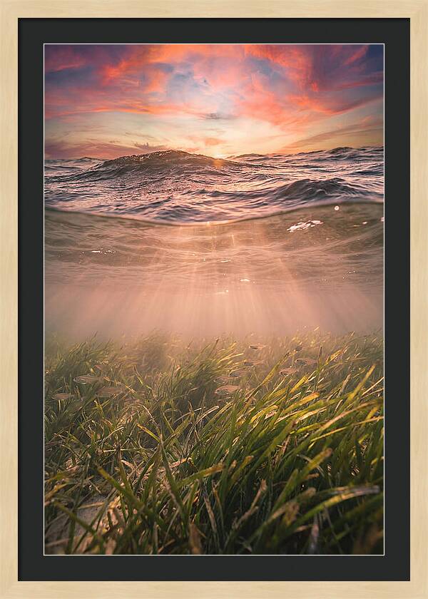 Underwater Seagrass Meadow