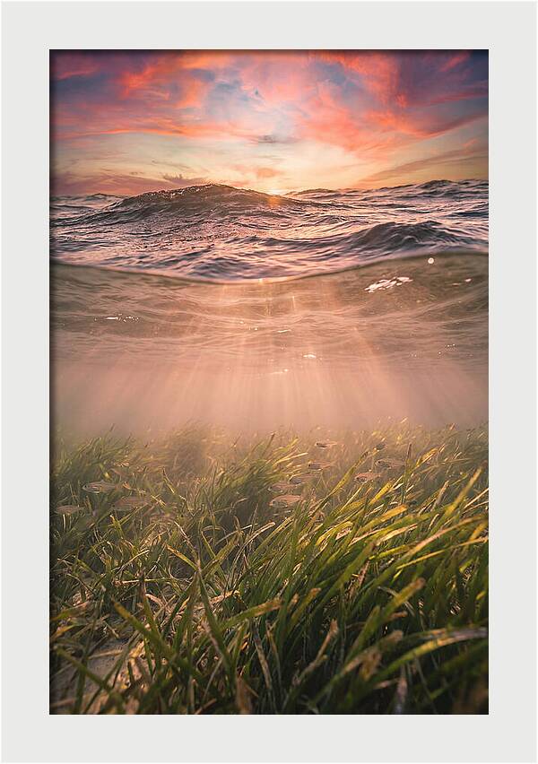 Underwater Seagrass Meadow
