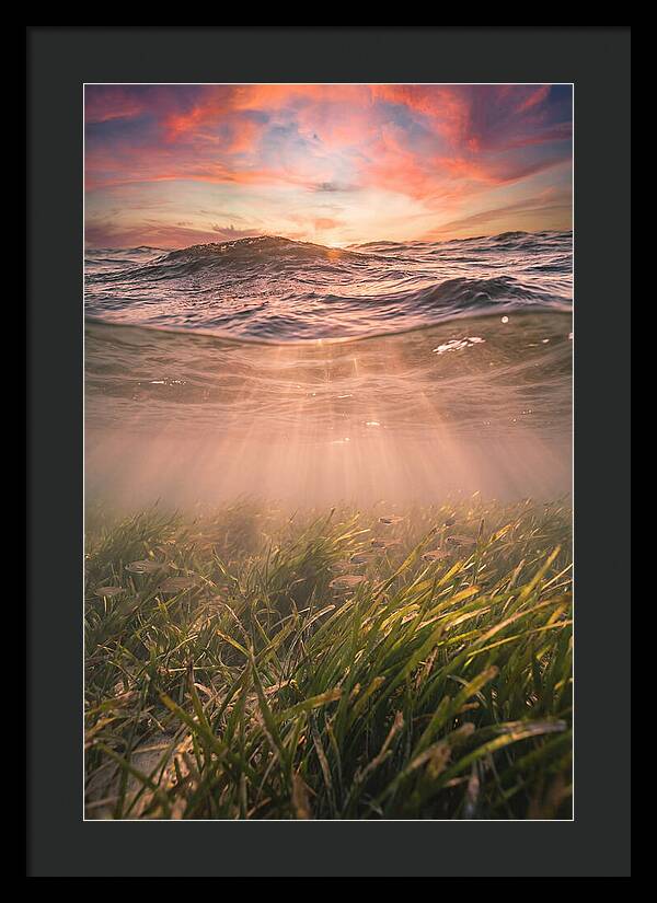 Underwater Seagrass Meadow