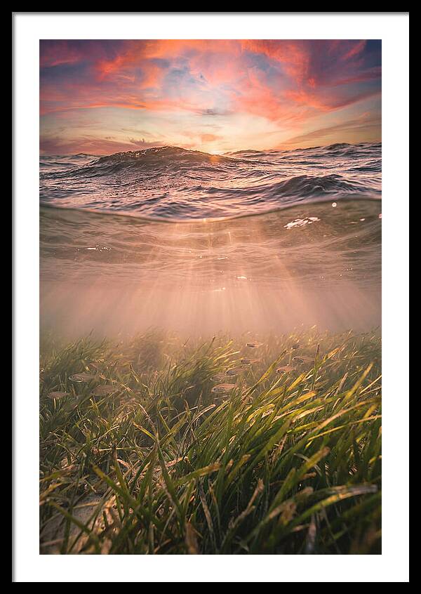 Underwater Seagrass Meadow