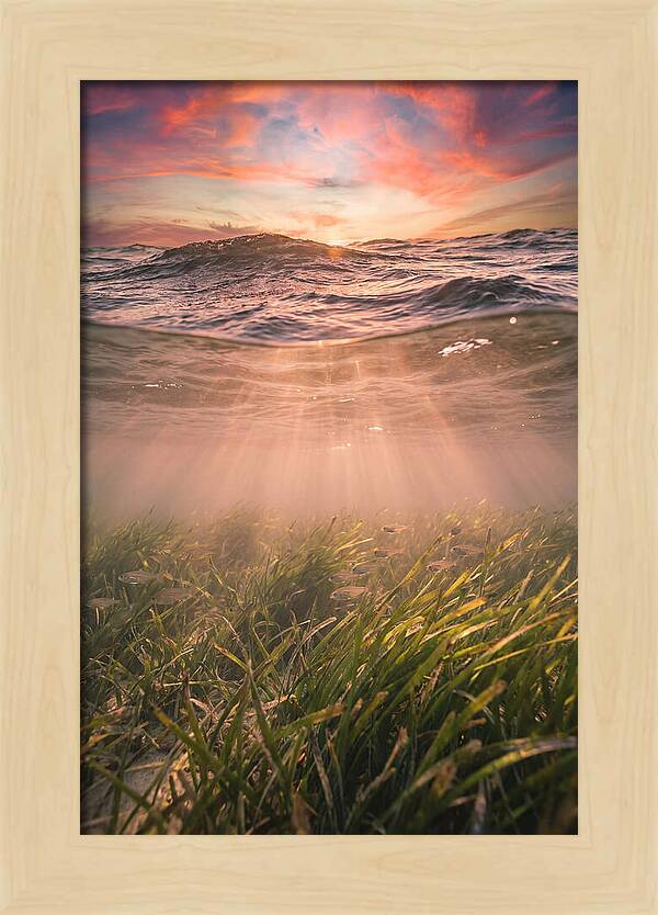 Underwater Seagrass Meadow