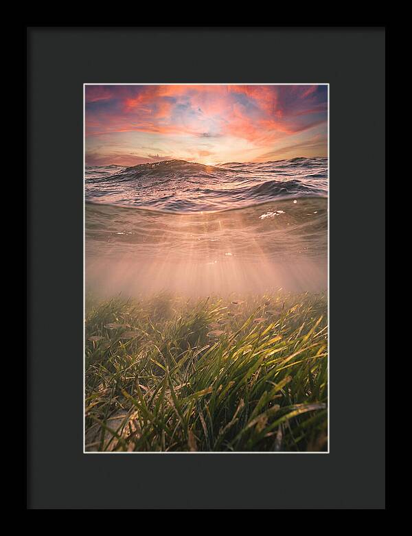 Underwater Seagrass Meadow